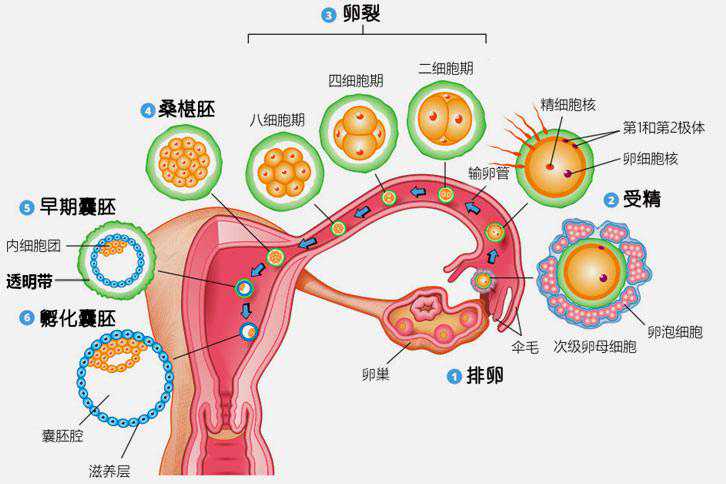 南京代生代怀孕，南京三代试管助孕